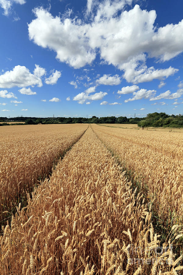 Golden wheat field #1 Photograph by Julia Gavin