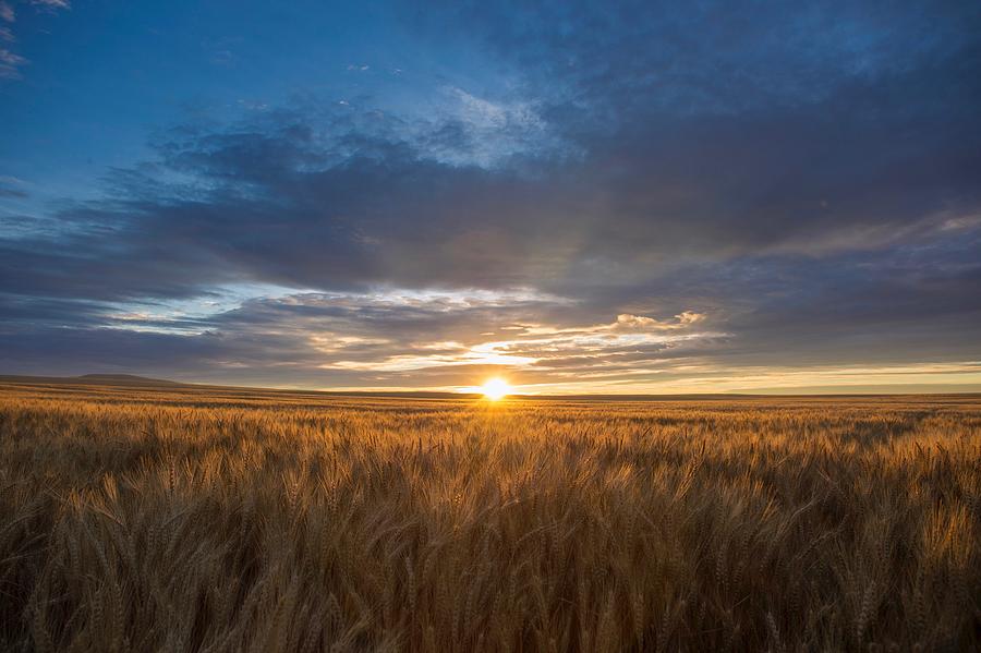 Golden wheat Photograph by Lynn Hopwood