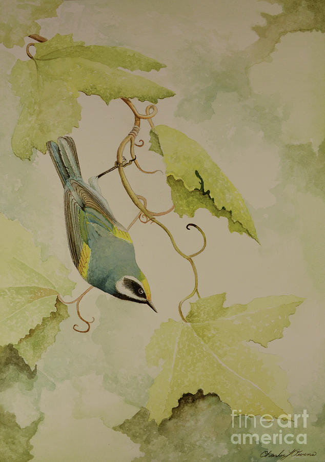 Golden-winged Warbler #1 Painting by Charles Owens
