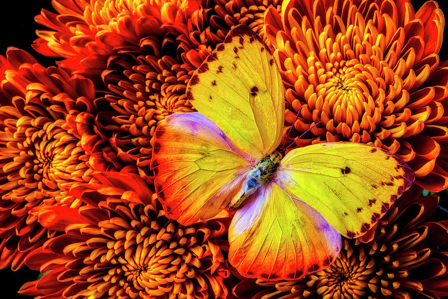 Golden Yellow Butterfly #1 Photograph by Garry Gay