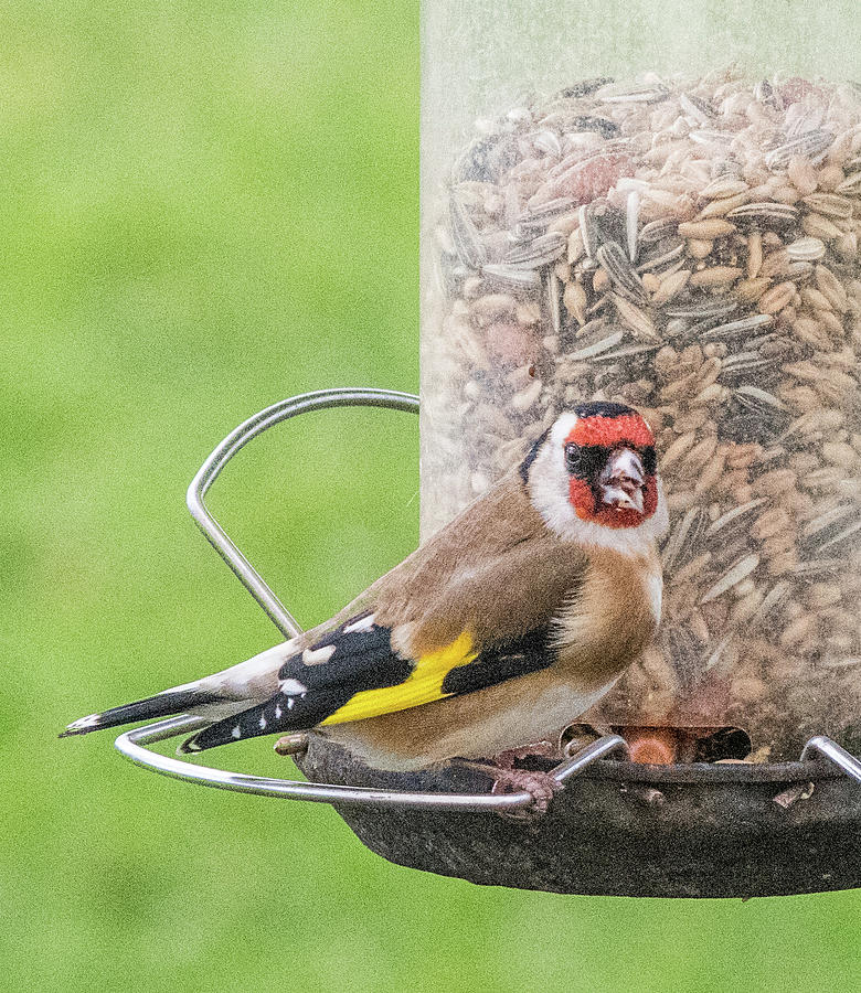 Goldfinch Photograph - Goldfinch #1 by David Rolt