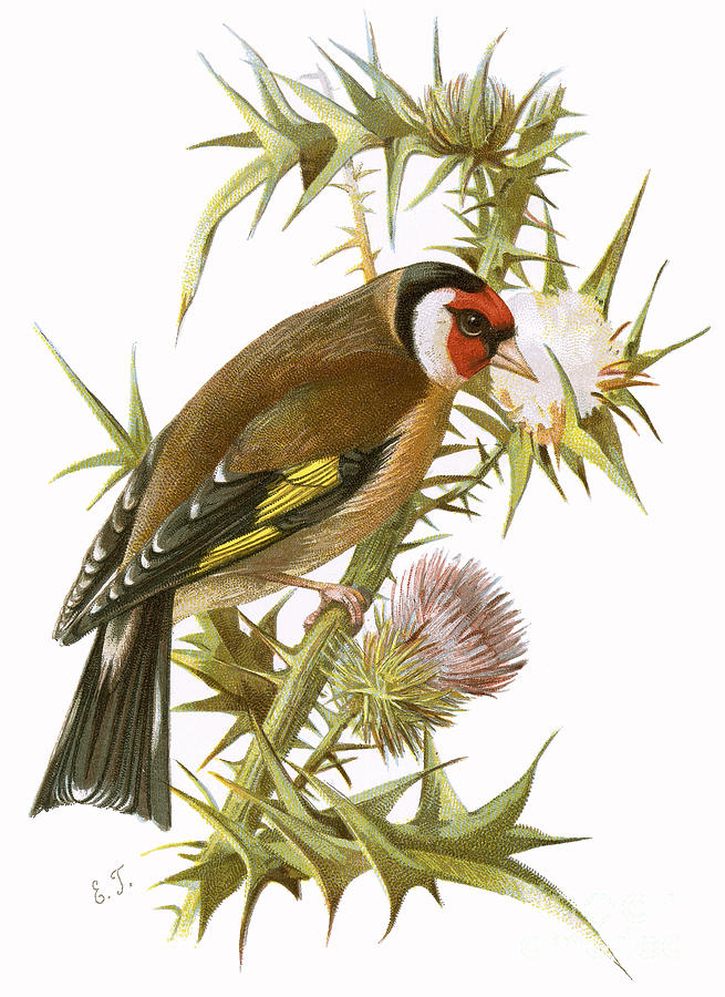 Finch Painting - Goldfinch by English School Finch Painting - Goldfinch by English School