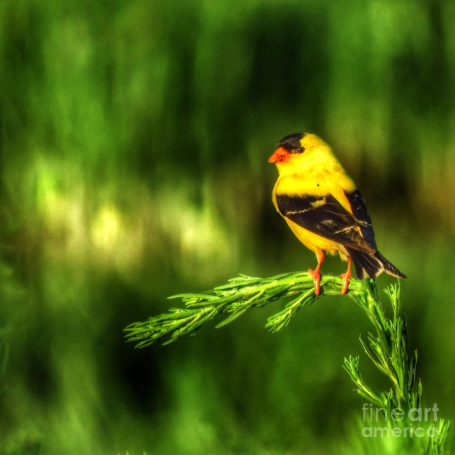Bird Photograph - Goldfinch on Grass #1 by Rrrose Pix