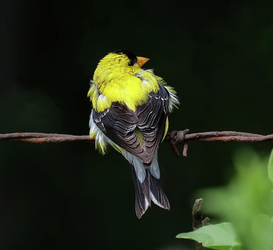 Goldfinch #1 Photograph by Ronda Ryan