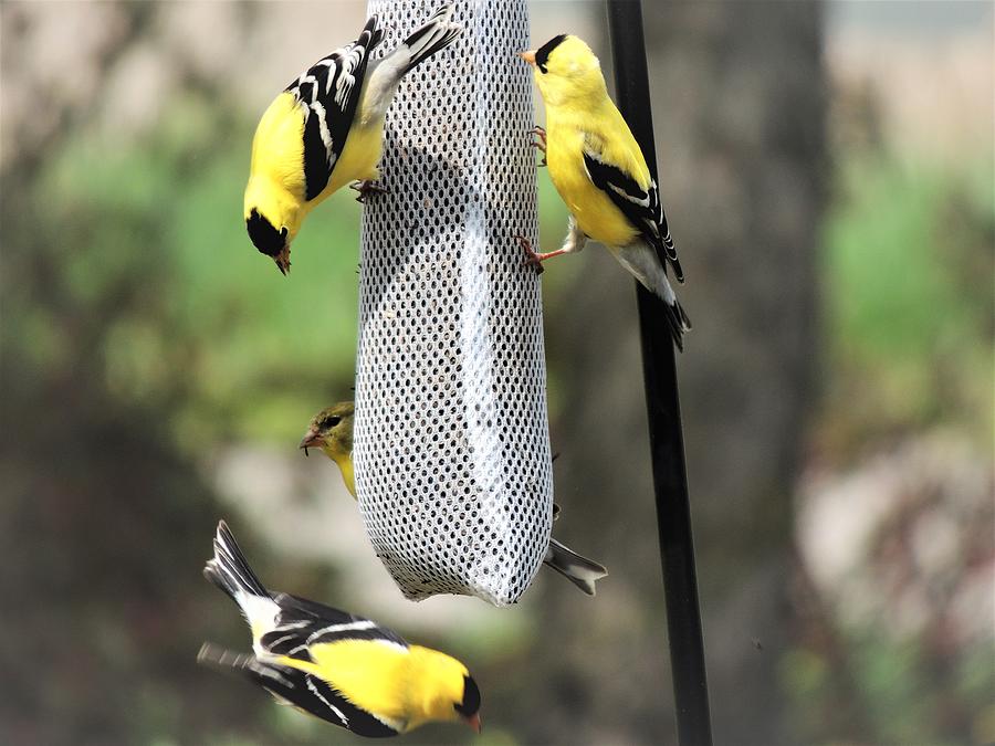 Four Goldfinches Visit Photograph