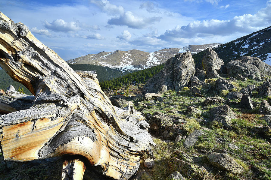 Goliath Natural Area Bristlecone #3 Photograph by Ray Mathis
