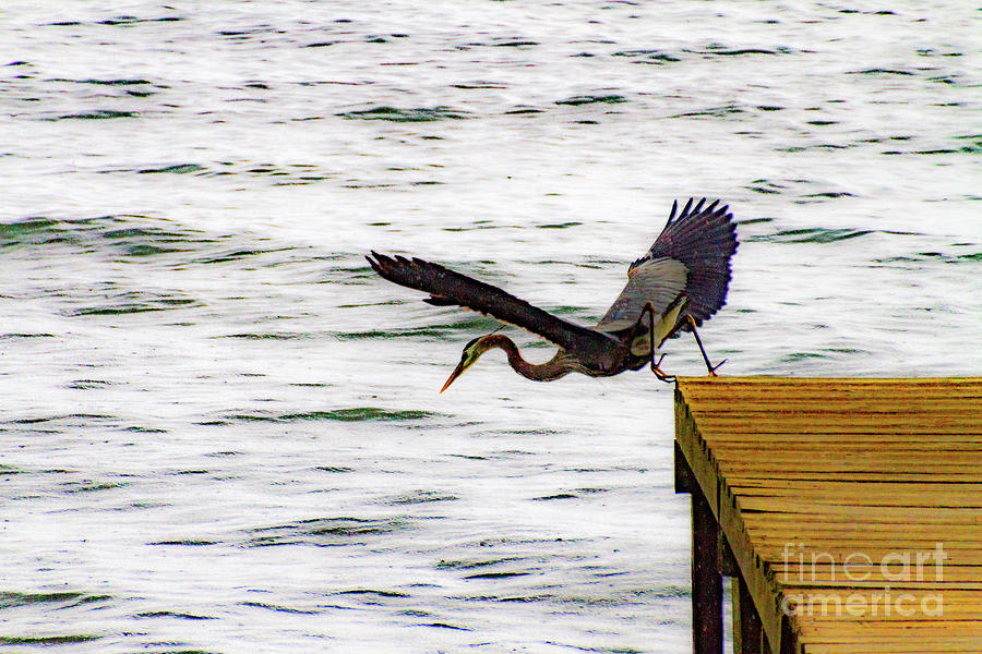 Heron Photograph - Gone Fishing #1 by William Norton