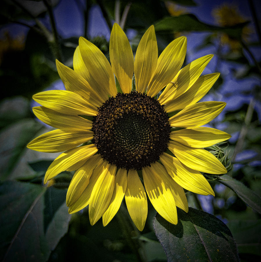 Sunflower Photograph - Good Morning Sunshine by Phyllis Taylor