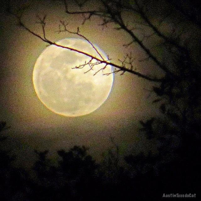 Tree Photograph - #goodnight #moon And Extra Sweet #1 by Austin Tuxedo Cat