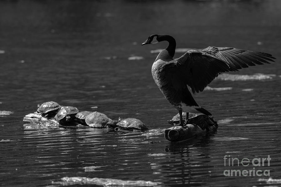 Goose and turtles #1 Photograph by JT Lewis