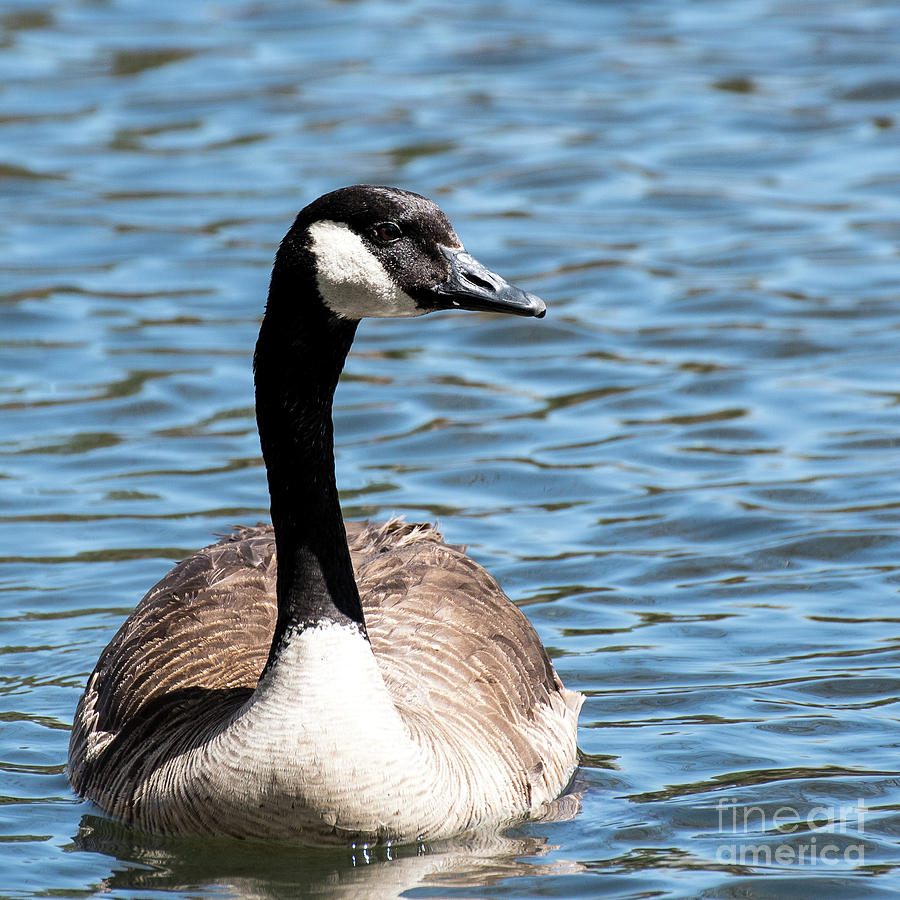 Goose Photograph by Jennifer Mitchell - Fine Art America