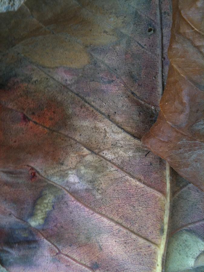 Goree Leaf Texture #1 Photograph by Fania Simon