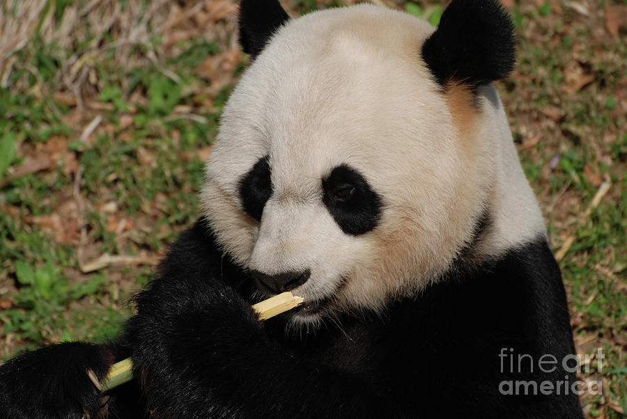 Nature Photograph - Gorgeous Face of a Giant Panda Bear with Bamboo #1 by DejaVu Designs