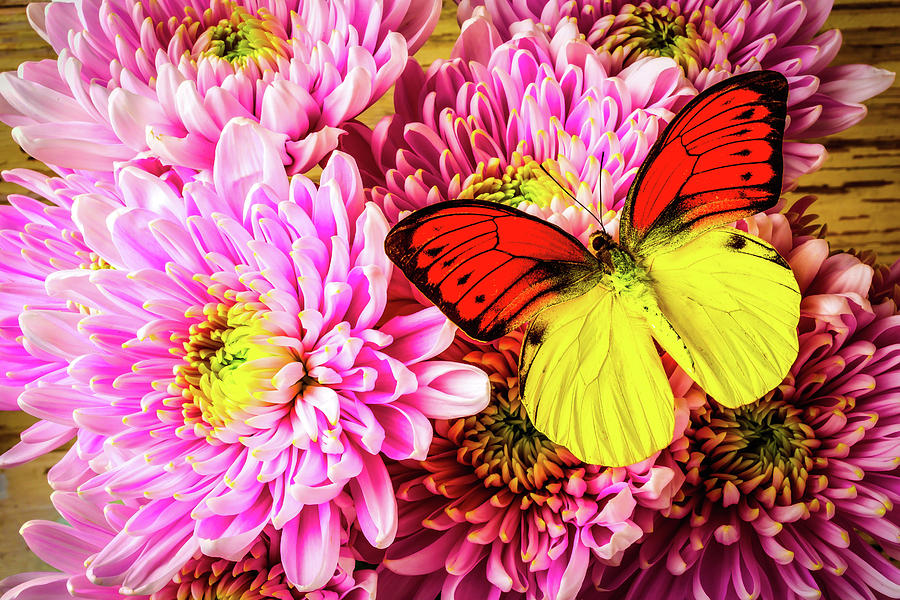 Gorgeous Orange Yellow Butterfly #1 Photograph by Garry Gay