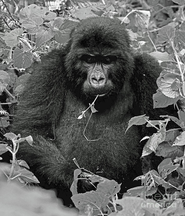 Gorilla Eating  #1 Photograph by Michael Cinnamond