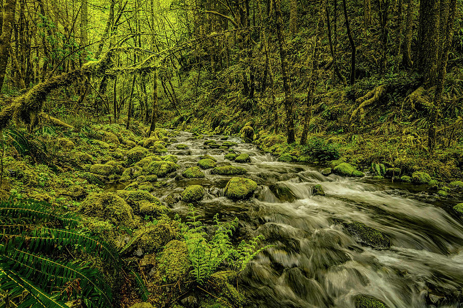 Oregon Photograph - Gorton Creek #1 by Myer Bornstein