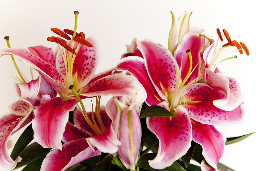 Lily Photograph - Graceful Lily Series 10 #1 by Olga Smith