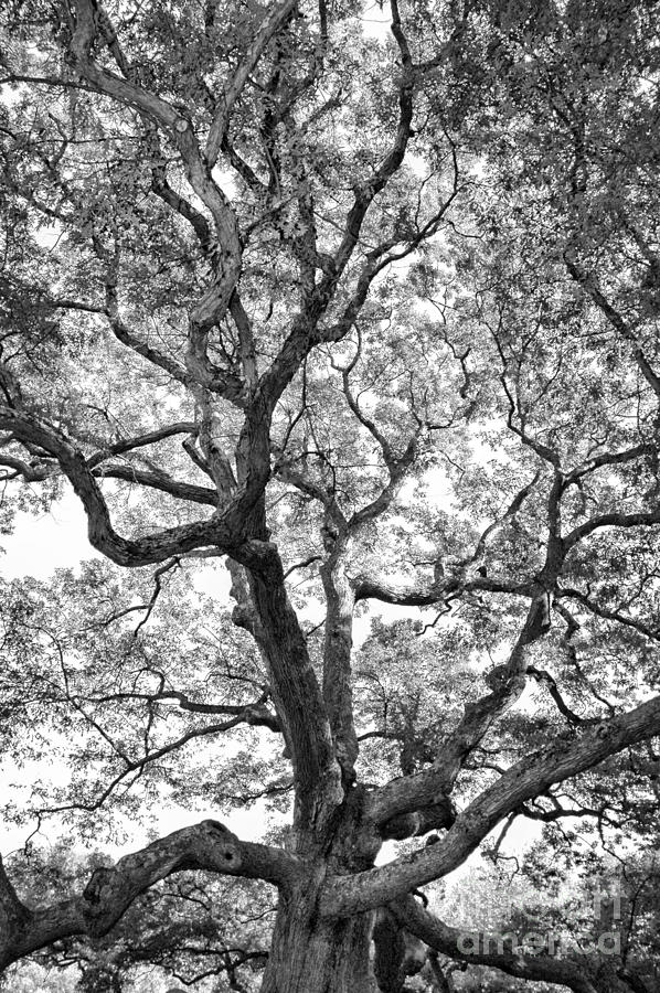 Oak Photograph - Granby Oak by HD Connelly Oak Photograph - Granby Oak by HD Connelly