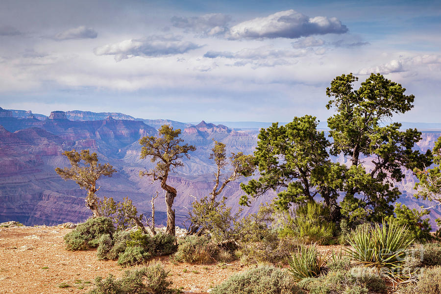 Grand Canyon and Trees #1 Photograph by Colin and Linda McKie