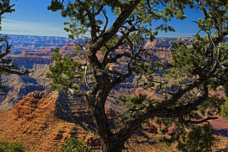 Grand Canyon Arizona #1 Photograph by Waterdancer 