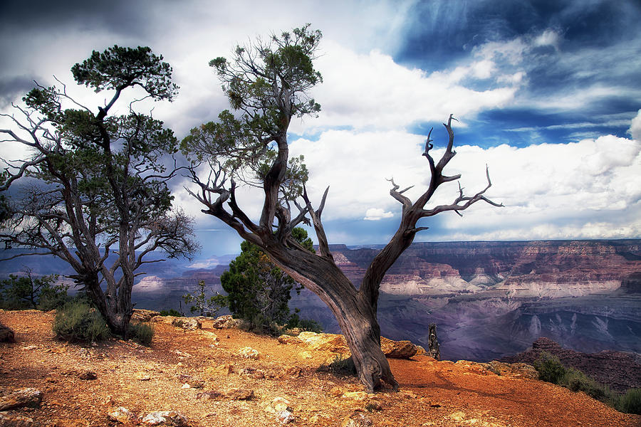 Grand Canyon #1 Photograph by James Bethanis