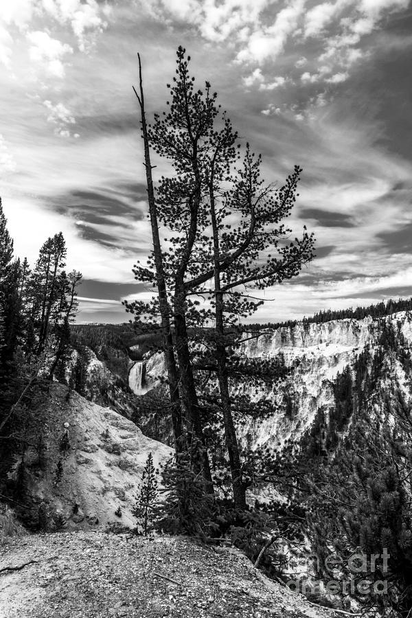Grand Canyon Of The Yellowstone BW Photograph by Mel Steinhauer