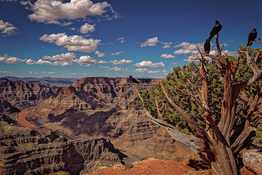 Grand Canyon #1 Photograph by Peter Lakomy