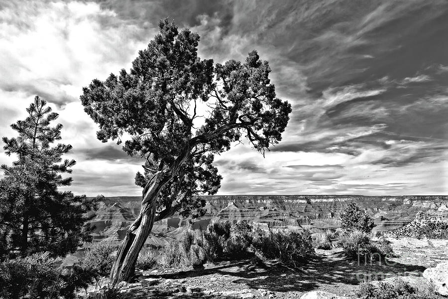Grand Canyon #1 Photograph by Rodney Cammauf