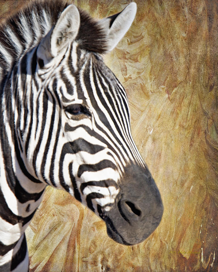 Grants Zebra_A1 #1 Photograph by Walter Herrit