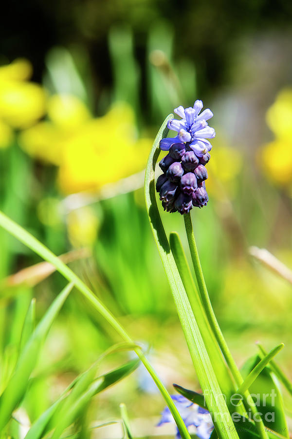Grape Hyacinth #1 Photograph by David Arment