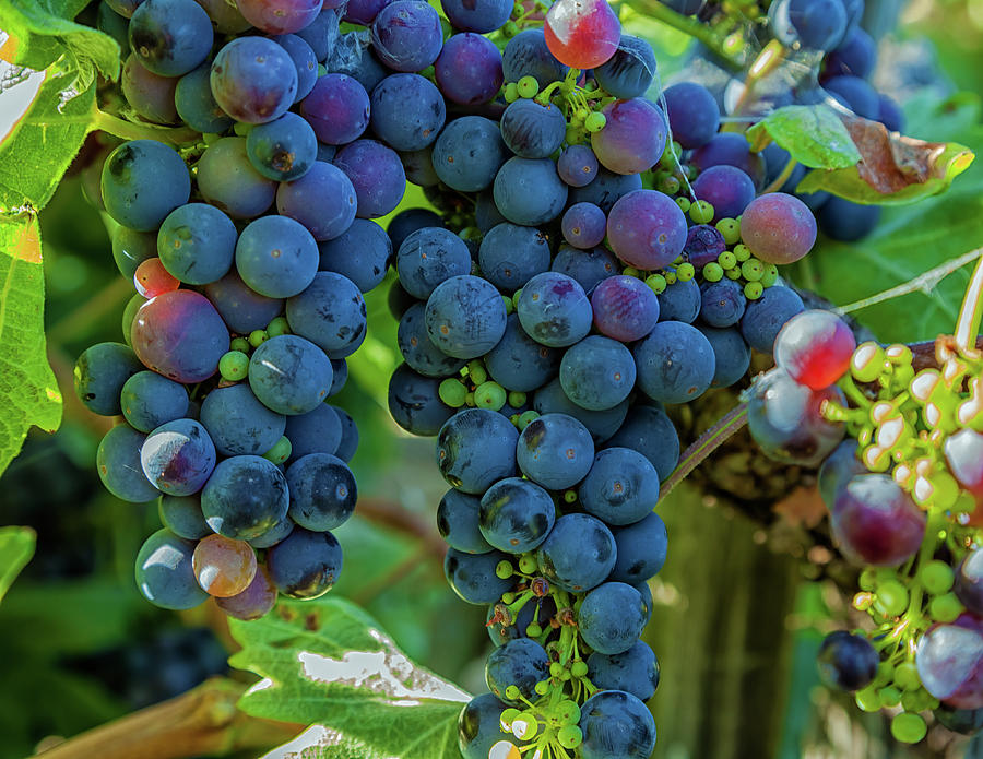 Grapes 2 #2 Photograph by Jonathan Nguyen
