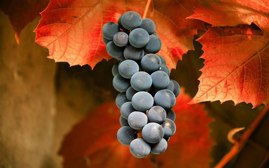 Grape Photograph - Grapes #1 by Jackie Russo