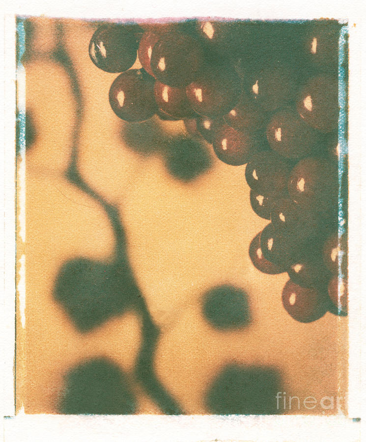 Grape Photograph - Grapes #1 by Jim Wright