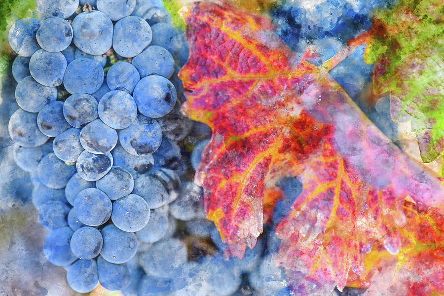 Grapes on the Vine in the Autumn Season #1 Photograph by Brandon Bourdages