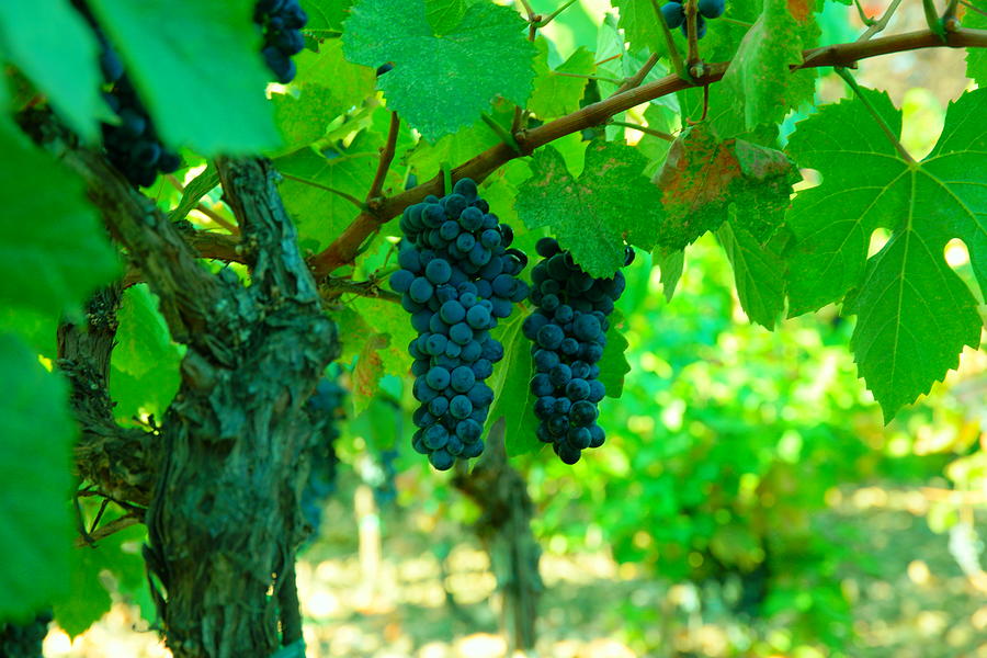 The Beauty of Grapes on the vine Photograph by Jeff Swan