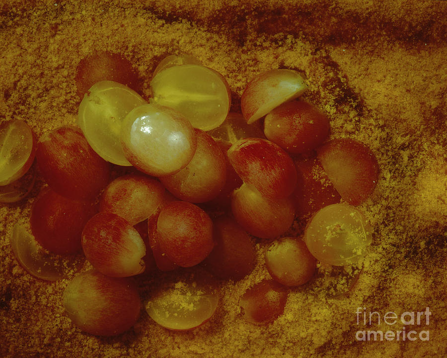 Still Life Photograph - Grapes #1 by Stefania Levi