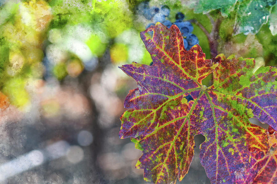 Grapevine in the Autumn Season #1 Photograph by Brandon Bourdages