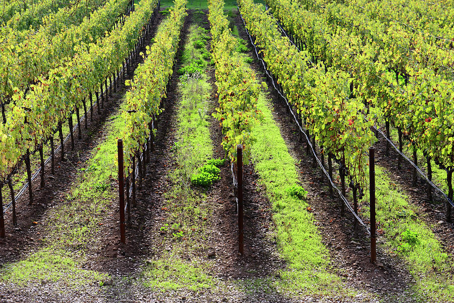 Grapevines In The Fall Photograph