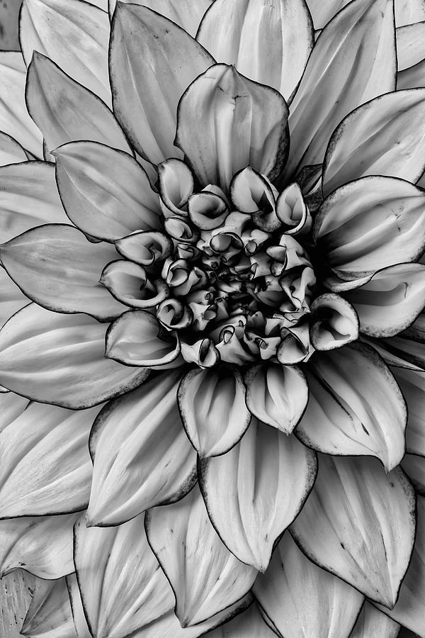 Graphic Dahlia #1 Photograph by Garry Gay