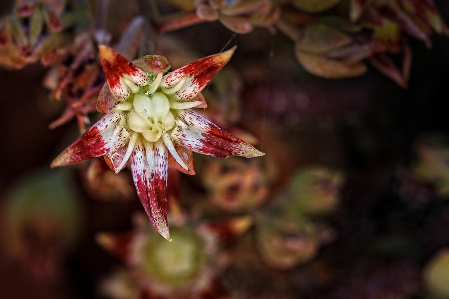 Spring Photograph - Graptopetalum rusbyi #1 by Koji Kanemoto