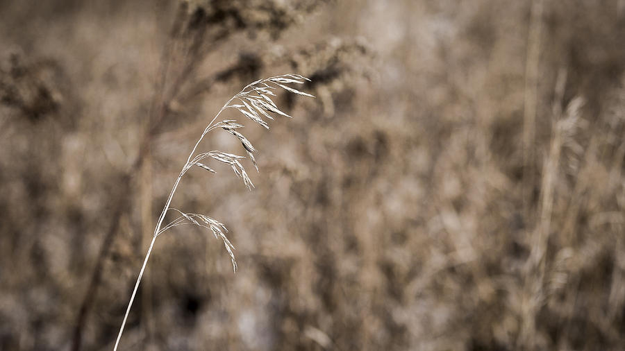 Grass Blade #1 Photograph by Steven Ralser
