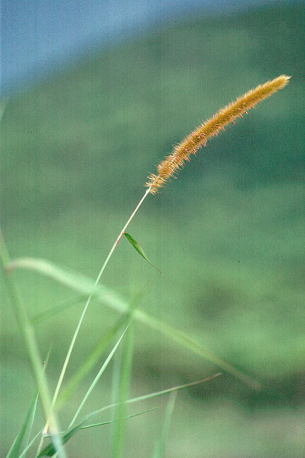 Grass #1 Photograph by Douglas Pike