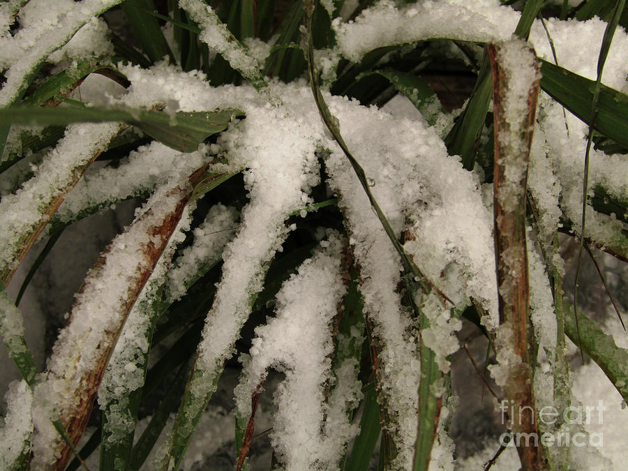 Grass In Snow 2 Photograph by Kim Tran