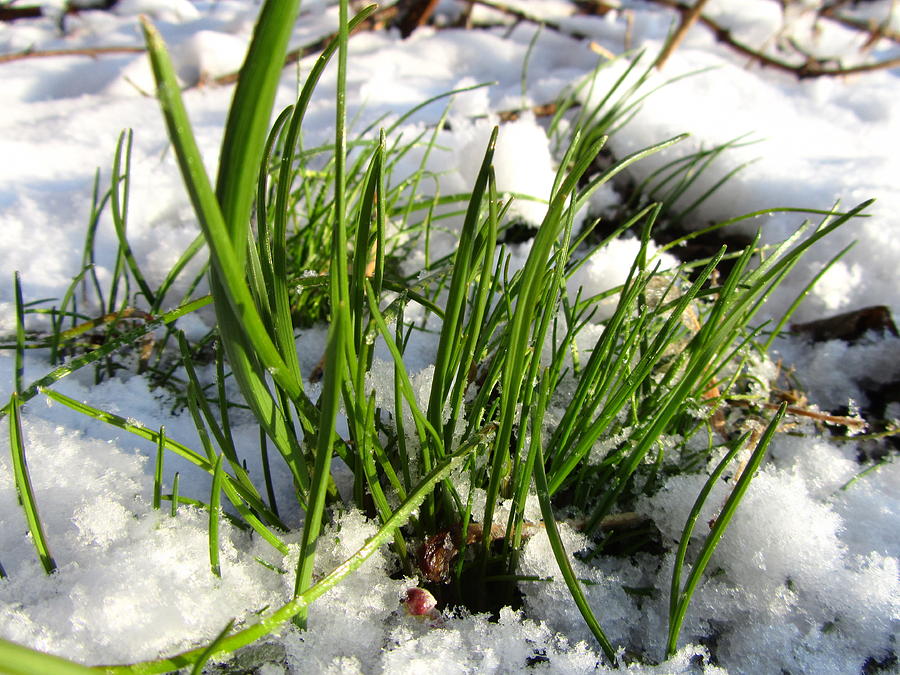 Spring Photograph - Grass #1 by Jackie Russo