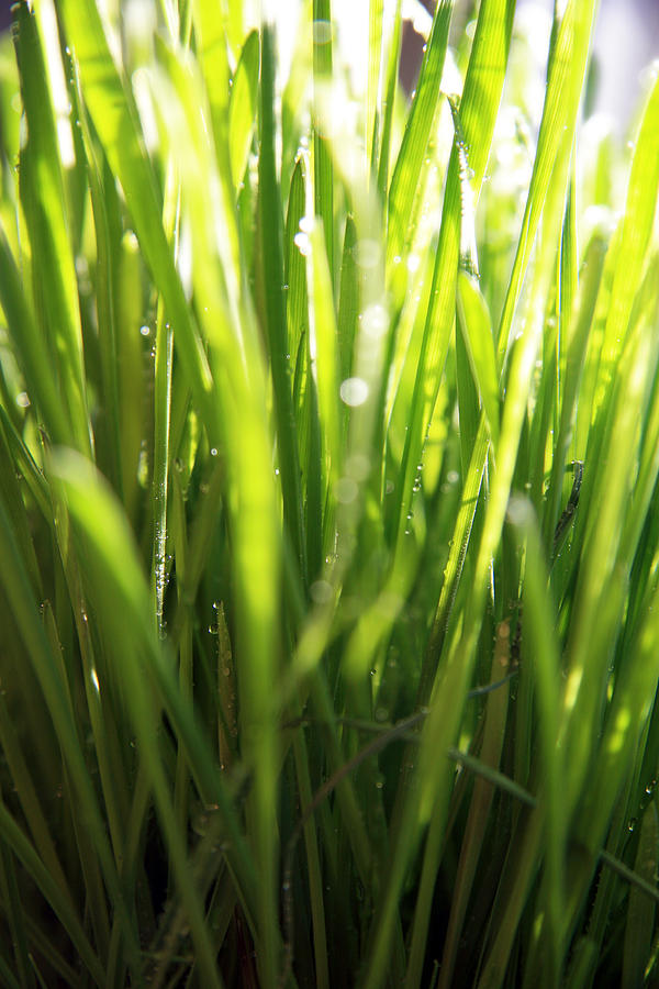 Grass Photograph by Lali Kacharava - Fine Art America