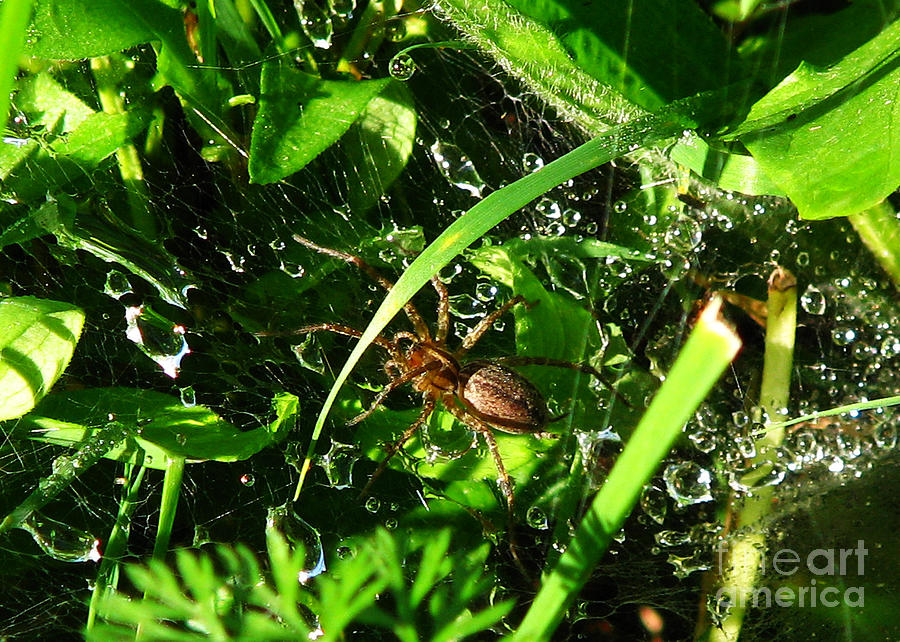Grass Spider #1 Photograph by Deborah Johnson