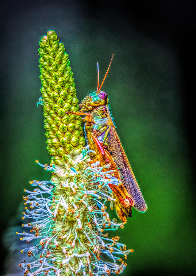 Grasshopper 2 #1 Photograph by Lilia S