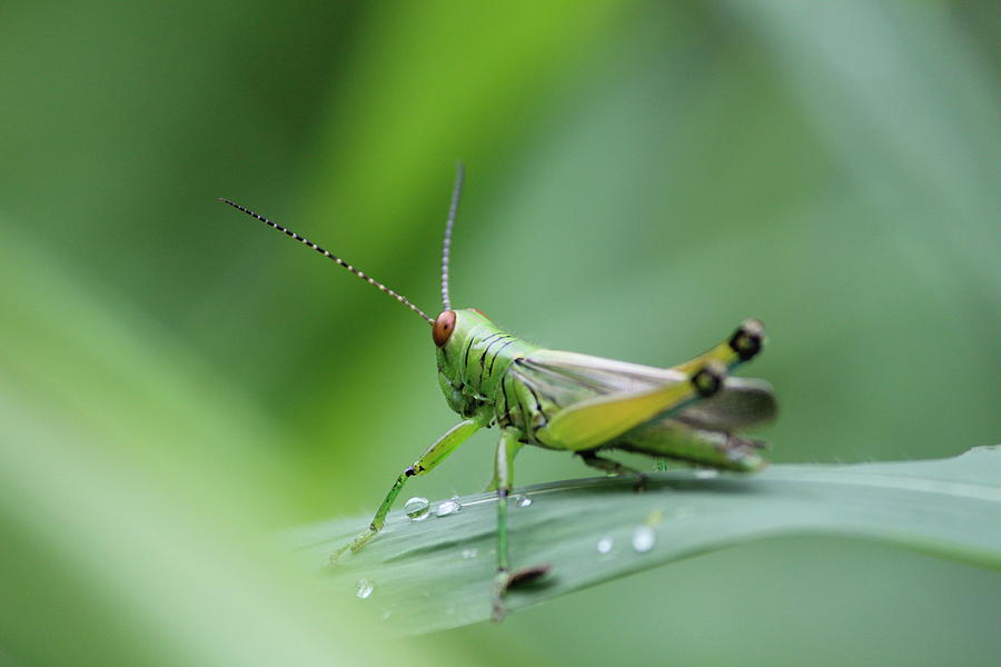 Grasshopper #1 Photograph by Arnab Mukherjee