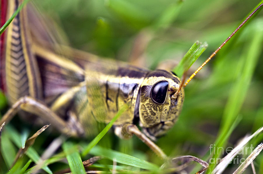 Grasshopper #1 Photograph by Glenn Gordon