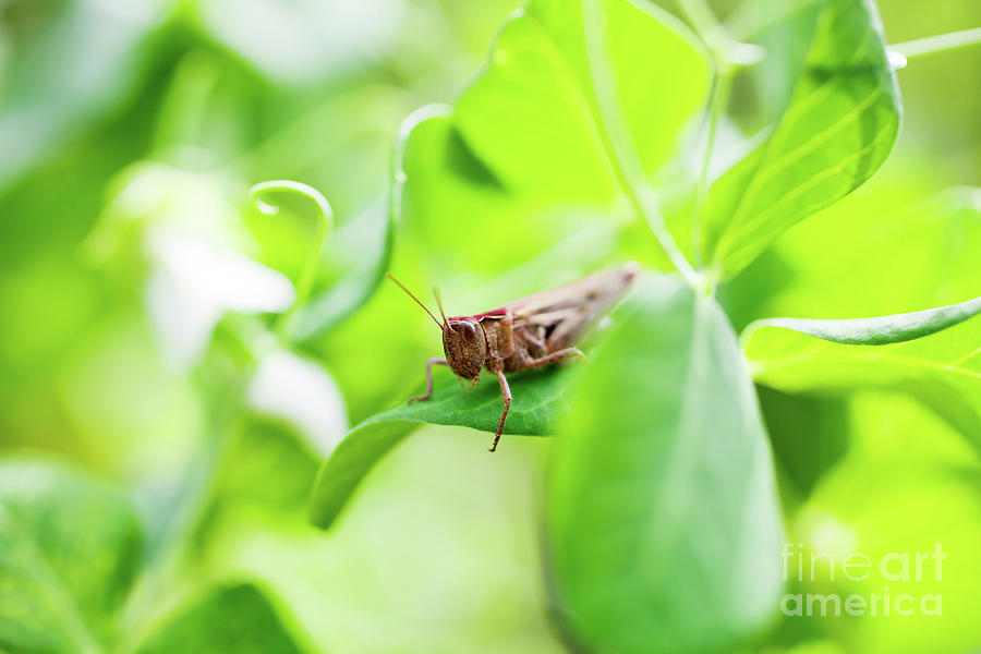 Grasshopper #1 Photograph by Kati Finell